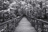 A Walk Into Tranquility Fine Art Print