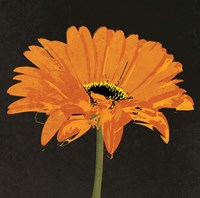 Midnight Gerbera II Fine Art Print