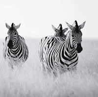 Rendezvous I Fine Art Print