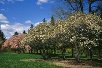 Row of Magnolia Trees Blooming in Spring, New York Fine Art Print