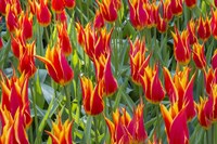 Keukenhof Gardens Netherlands Fine Art Print