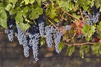Close Up Of Cabernet Sauvignon Grapes In The Haras De Pirque Vineyard, Chile, South America Fine Art Print