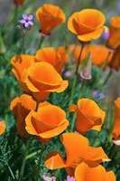 California Poppies, Antelope Valley, California Fine Art Print