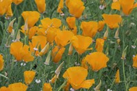 California Poppy, Santa Barbara Botanical Garden, California Fine Art Print