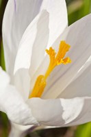 A White Crocus In A Garden In Portsmouth, New Hampshire Fine Art Print