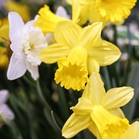 Daffodil Bundle, New York City Fine Art Print