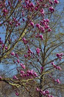 Magnolia Blossoms, Oregon Garden, Silverton, Oregon Fine Art Print