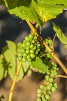 Pinot Gris Wine Grapes Ripen At A Whidbey Island Vineyard, Washington Fine Art Print