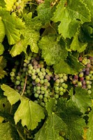 Pinot Grapes In Veraison In Vineyard In The Okanogan Valley, Washington Fine Art Print