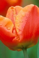 Tulip Detail, Skagit Co, Wa Fine Art Print