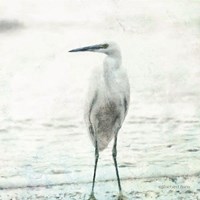 Beach Heron Fine Art Print