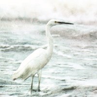 Coastal Heron Fine Art Print