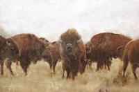 Buffalo Fine Art Print