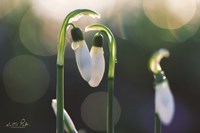 Snowdrops I Fine Art Print