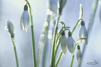 Couple of Snowdrops Fine Art Print