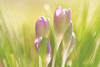 Soft Crocus Fine Art Print