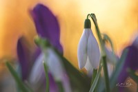 Snowdrop at Sunset Fine Art Print