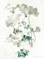 Geranium Botanical Fine Art Print