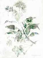 Verbena Botanical Fine Art Print