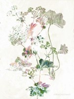 Boho Geranium Botanical Fine Art Print