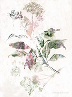 Boho Verbena Botanical Fine Art Print