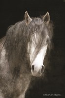 Gypsy Vanner Mystique Fine Art Print