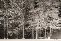 Snowy Trees Fine Art Print