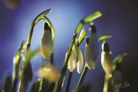Snowdrops V Fine Art Print