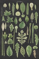 Assortment of Leaves II Charcoal Crop Fine Art Print