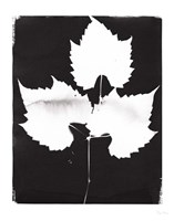 Nature by the Lake Leaves I Black Framed Print
