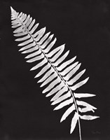 Nature by the Lake Ferns IV Black Crop Fine Art Print