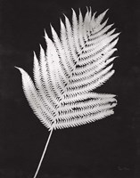 Nature by the Lake Ferns III Black Crop Fine Art Print