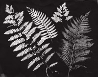 Nature by the Lake Ferns II Black Crop Fine Art Print