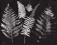 Nature by the Lake Ferns I Black Crop Fine Art Print
