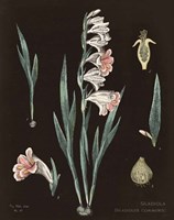 Gladiola Chart Cool Fine Art Print