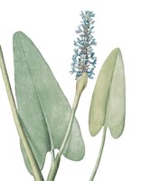 Summer Botanicals IV on White Fine Art Print