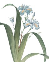 Summer Botanicals III on White Fine Art Print