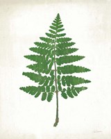 Chalkboard Fern Green II Fine Art Print