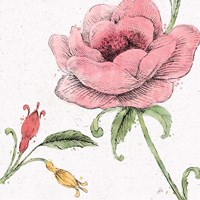 Blossom Sketches II Color Framed Print