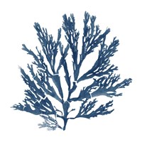 Pacific Sea Mosses Blue on White I Framed Print