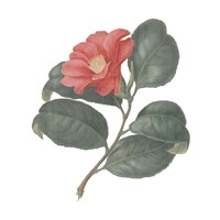 Monument Etching Tile Flowers VII Framed Print