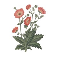 Monument Etching Tile Flowers V Framed Print