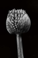 Allium I Fine Art Print