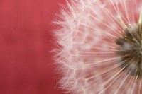 Dandelion on Red III Fine Art Print