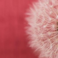 Dandelion on Red II Fine Art Print
