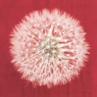 Dandelion on Red I Framed Print