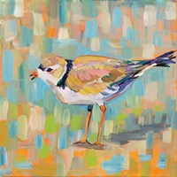 Coastal Plover IV Fine Art Print