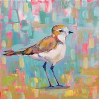 Coastal Plover III Fine Art Print