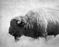 Buffalo II BW Fine Art Print