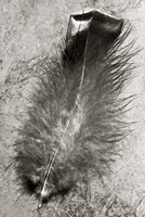 Feather Shadow IV Fine Art Print